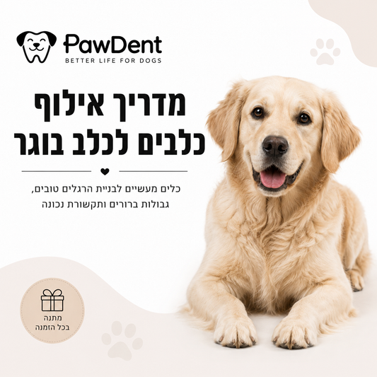 מדריך אילוף כלבים לכלב בוגר