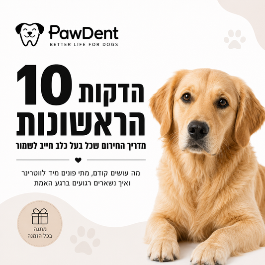 מדריך החירום שכל בעל כלב חייב לשמור